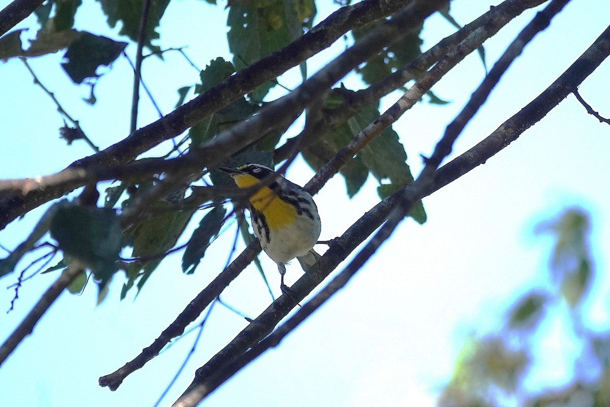 Yellow-throated Warbler - ML643963576
