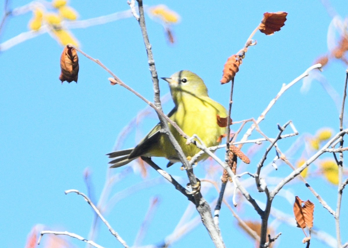 Orange-crowned Warbler - ML643963584
