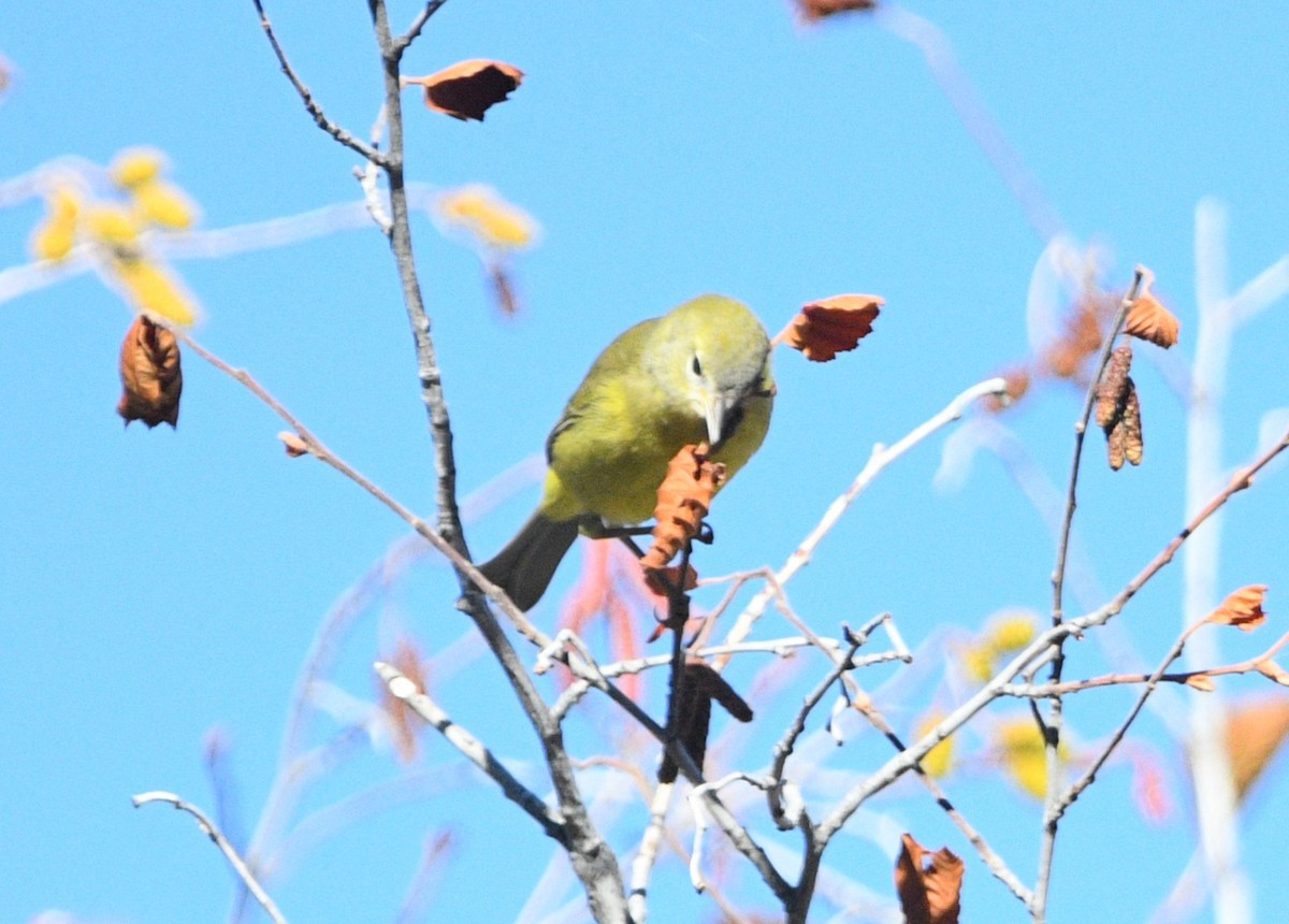 Orange-crowned Warbler - ML643963585