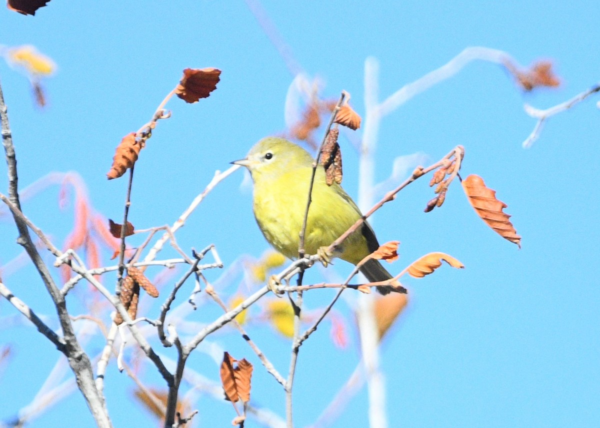 Orange-crowned Warbler - ML643963586