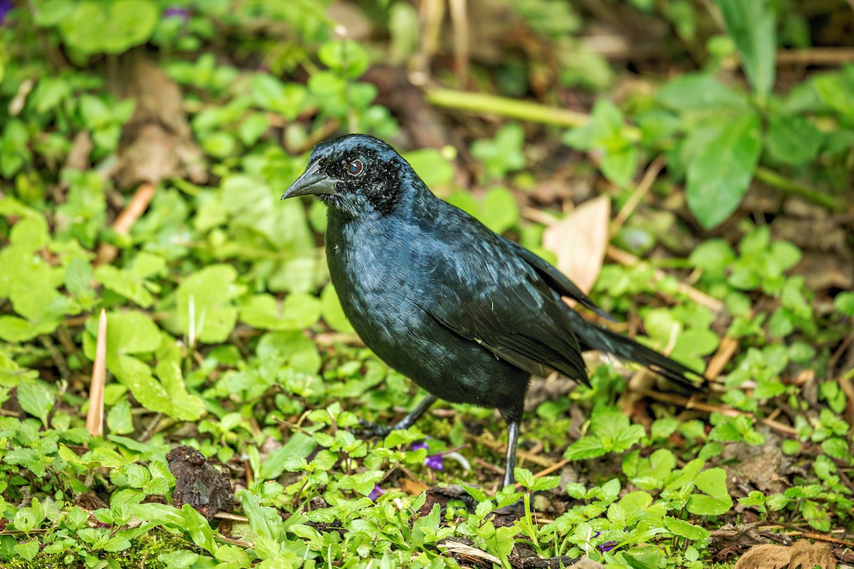 Scrub Blackbird - ML643963602