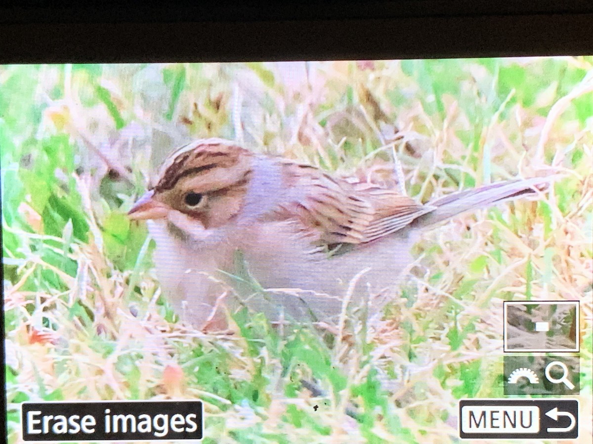 Clay-colored Sparrow - ML643963616
