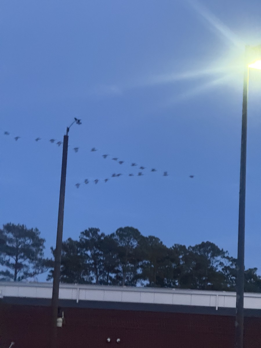 Canada Goose - ML643963634