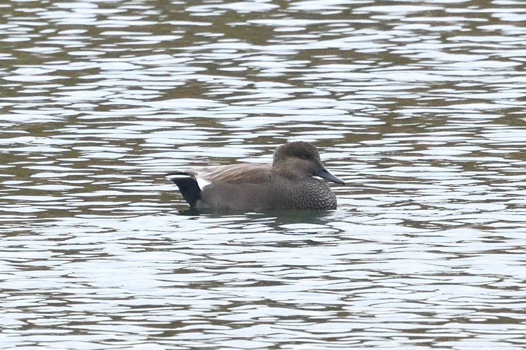 赤膀鴨 - ML643963638