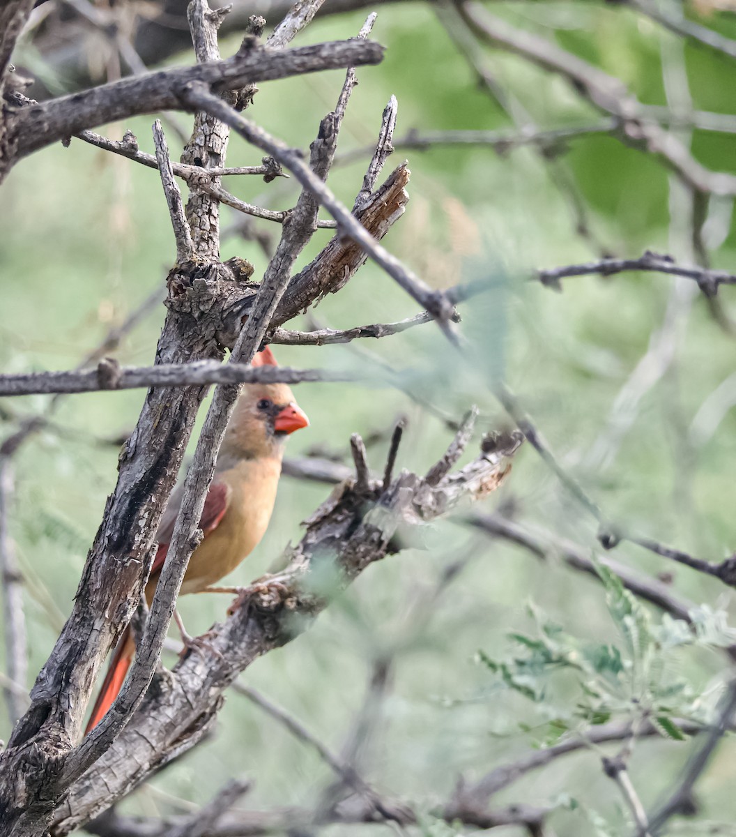 ショウジョウコウカンチョウ - ML643963641