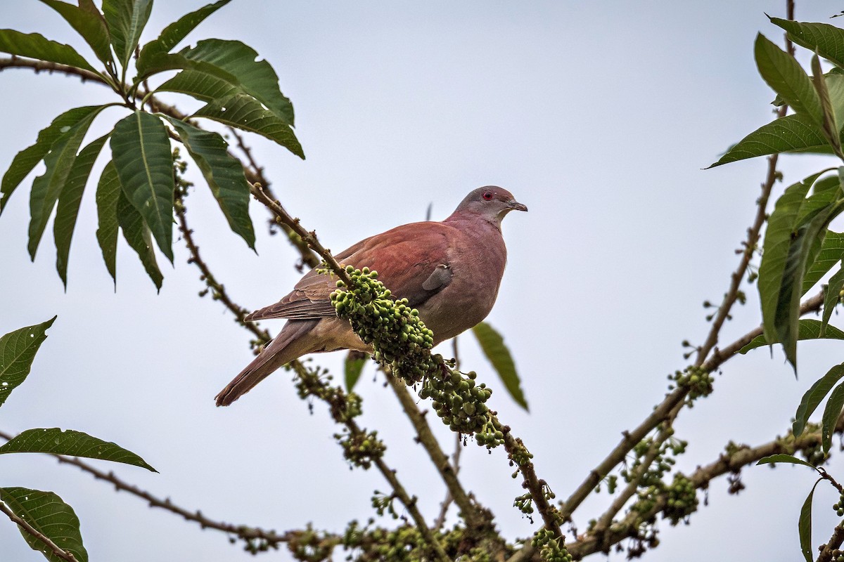 Pale-vented Pigeon - ML643963649