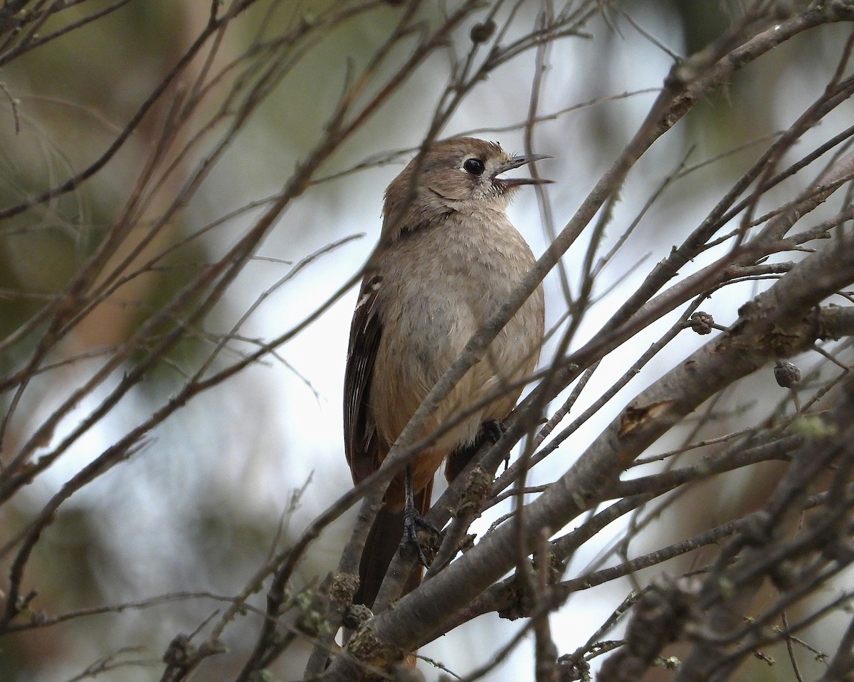 Southern Scrub-Robin - ML643963654