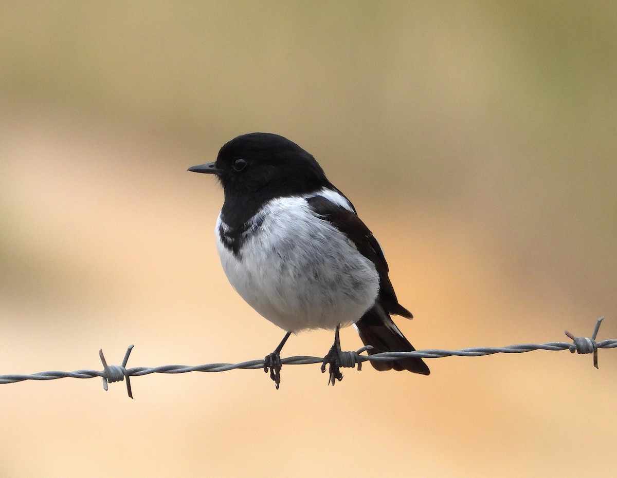 Hooded Robin - ML643963678