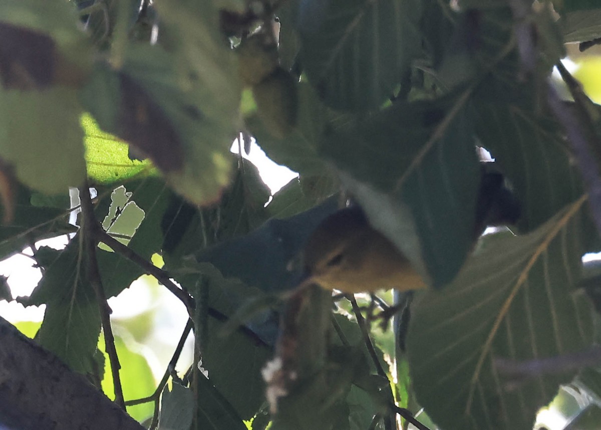 Orange-crowned Warbler - ML643963721