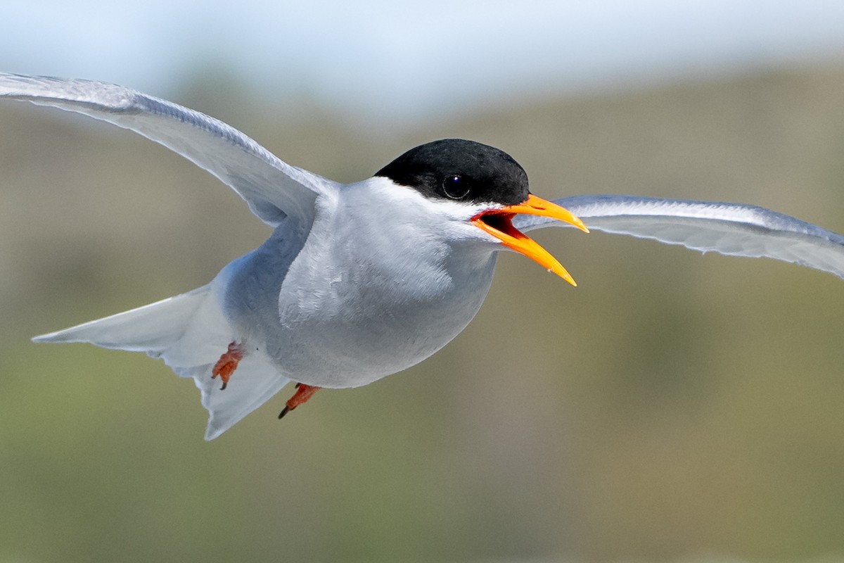 Black-fronted Tern - ML643963725