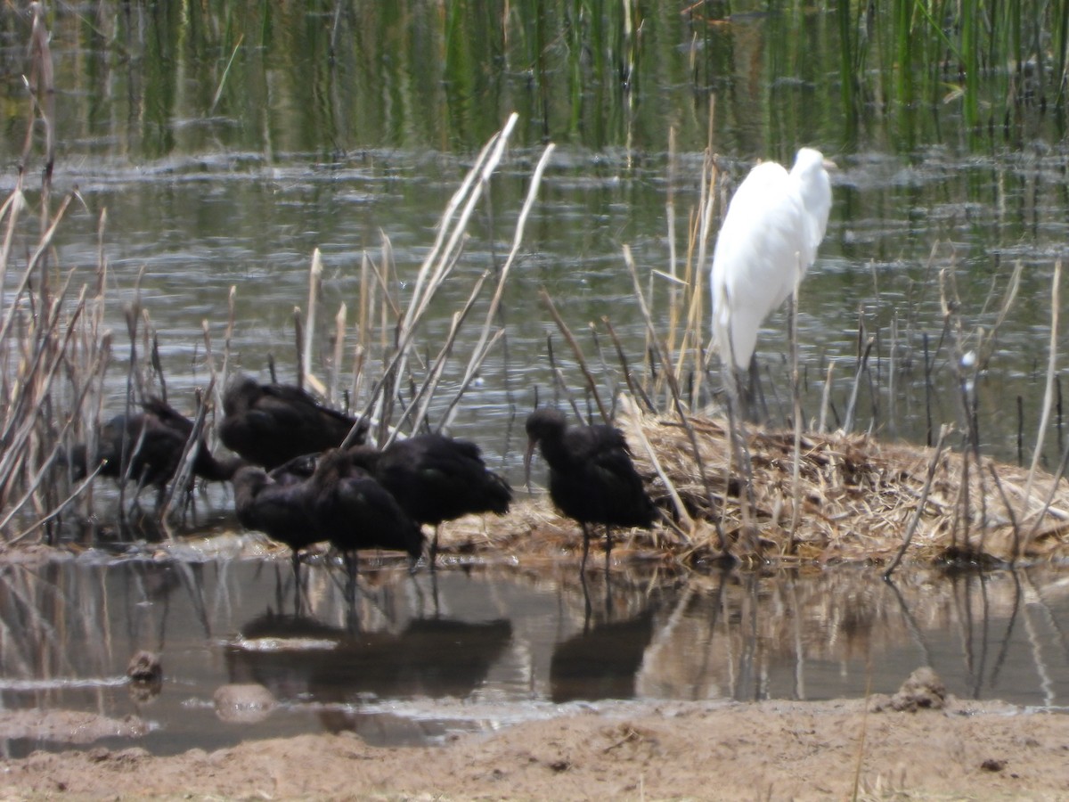 ibis andský - ML643963797