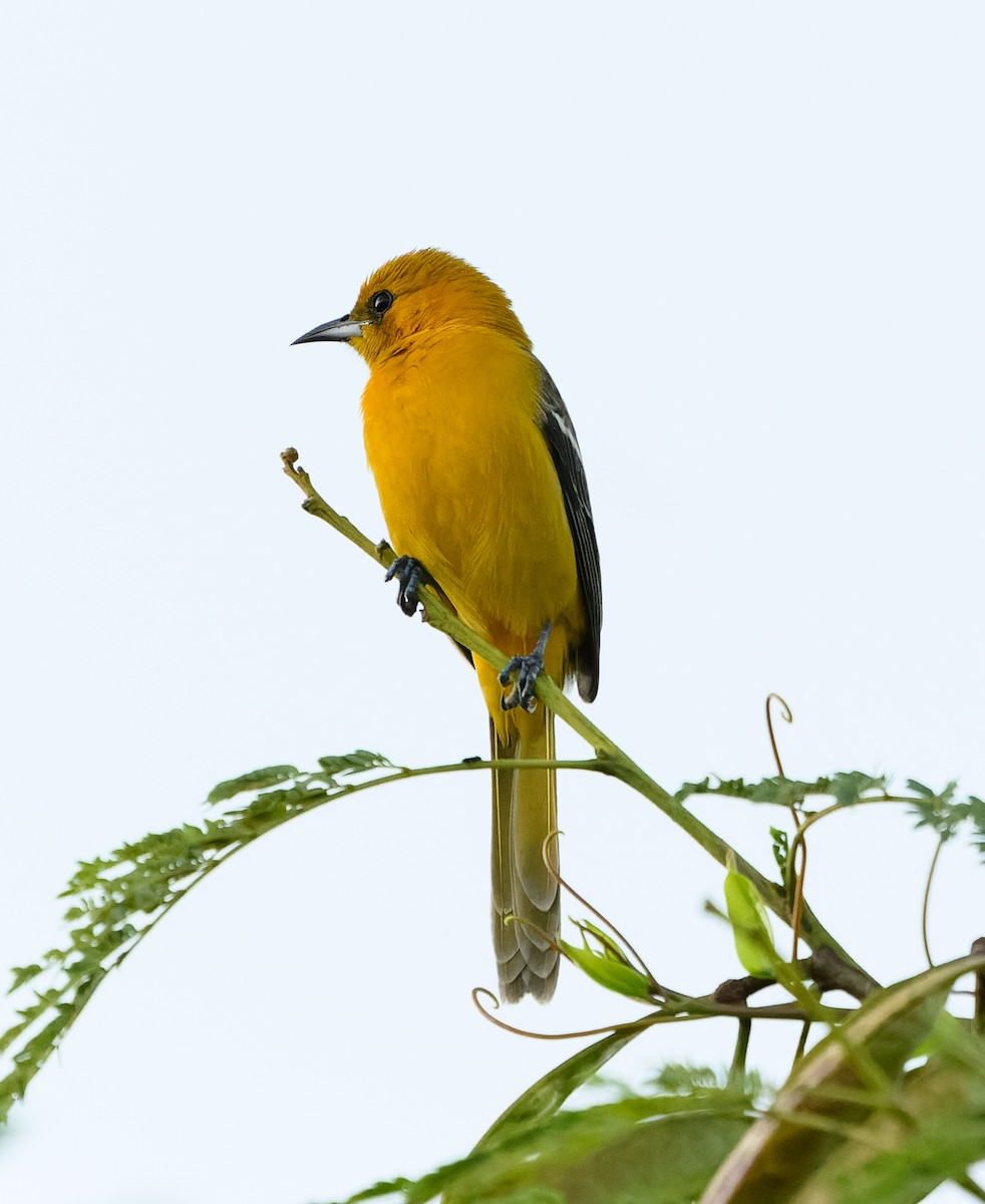 Oriole orange - ML643963852