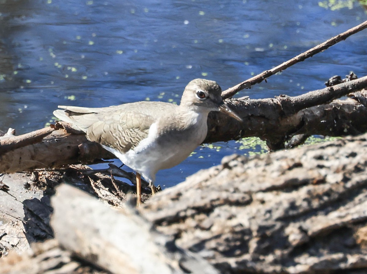 flekksnipe - ML643963874