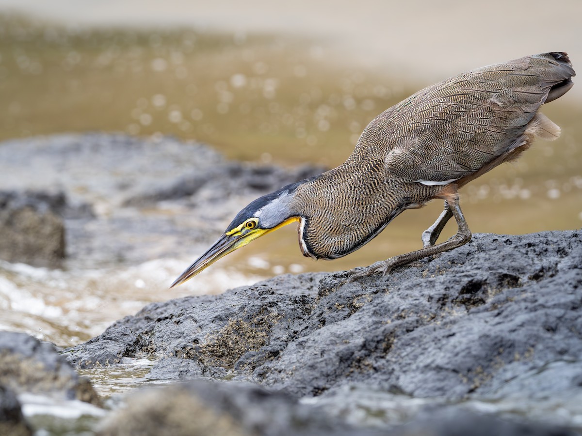 bukač středoamerický - ML643963875