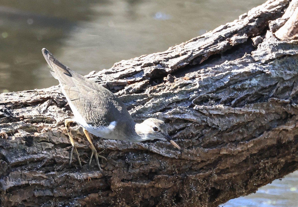 flekksnipe - ML643963881