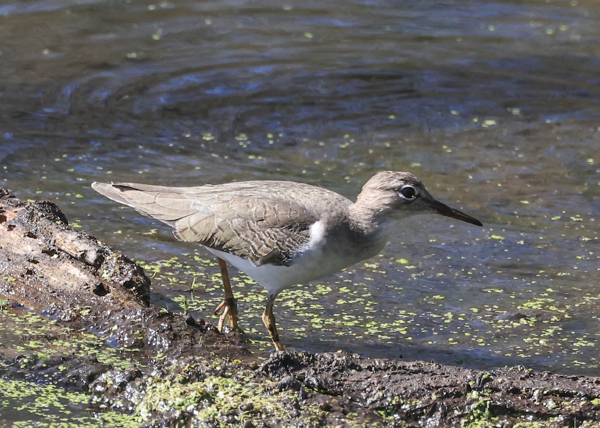 flekksnipe - ML643963884