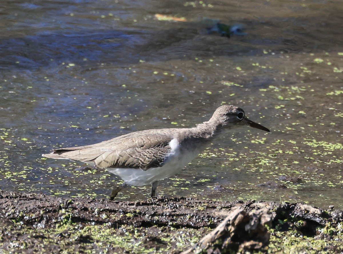 flekksnipe - ML643963888