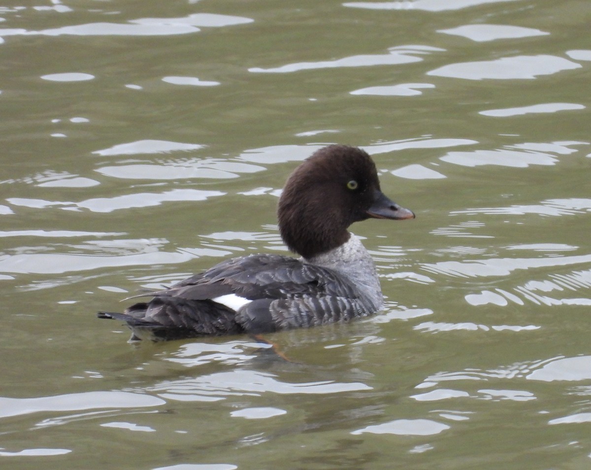 Barrow's Goldeneye - ML643963891