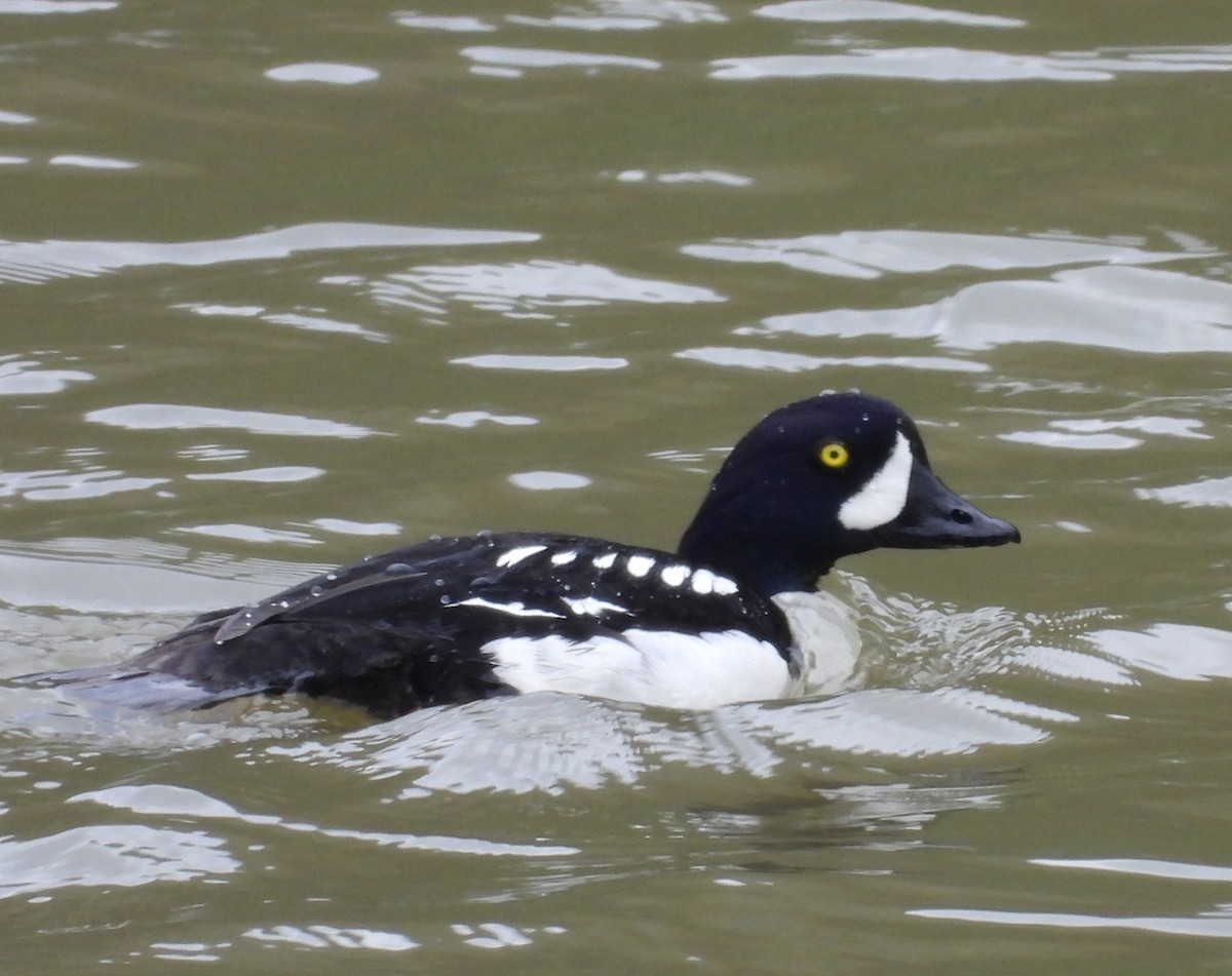Barrow's Goldeneye - ML643963892