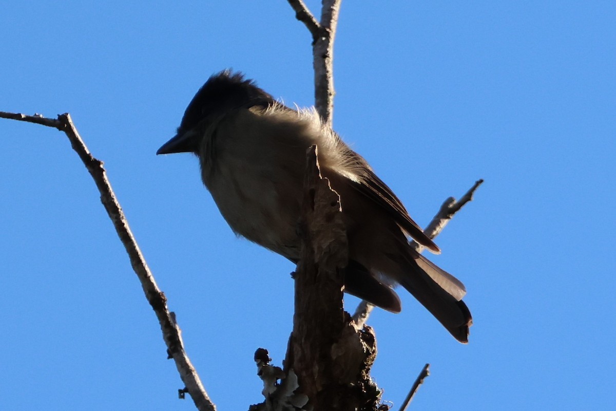 Crested Becard - ML643963920