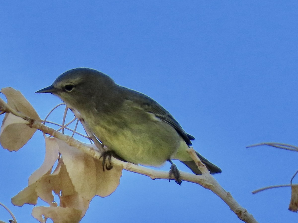 Orange-crowned Warbler - ML643963929