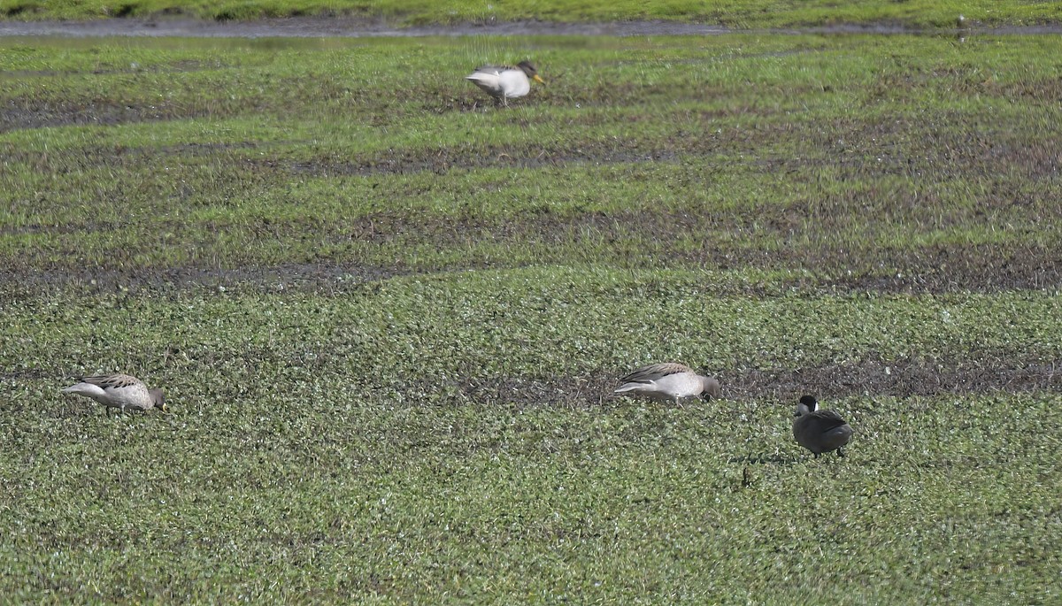 Yellow-billed Teal - ML643963937