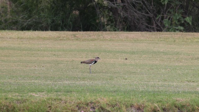 Southern Lapwing - ML643963940