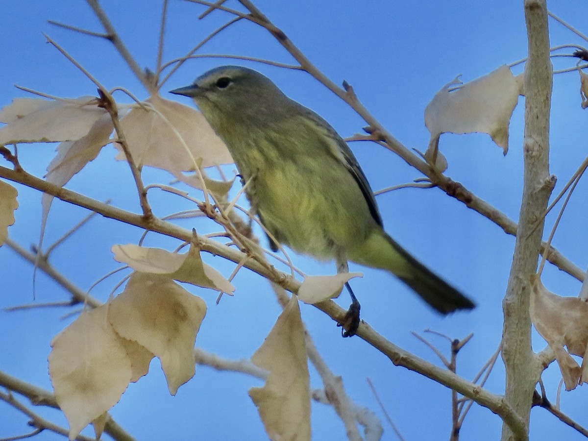 Orange-crowned Warbler - ML643963944
