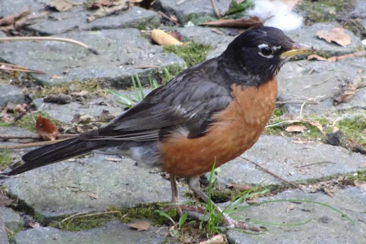 Zozo papargorria - ML64396401