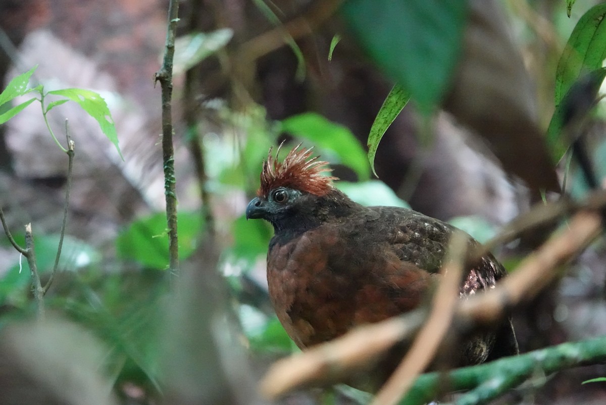 Tocro à face noire - ML643964016