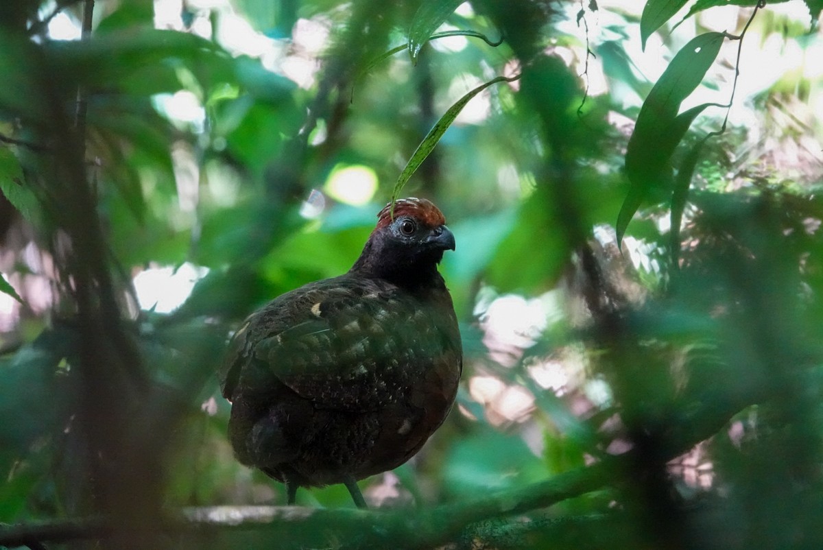 Tocro à face noire - ML643964017