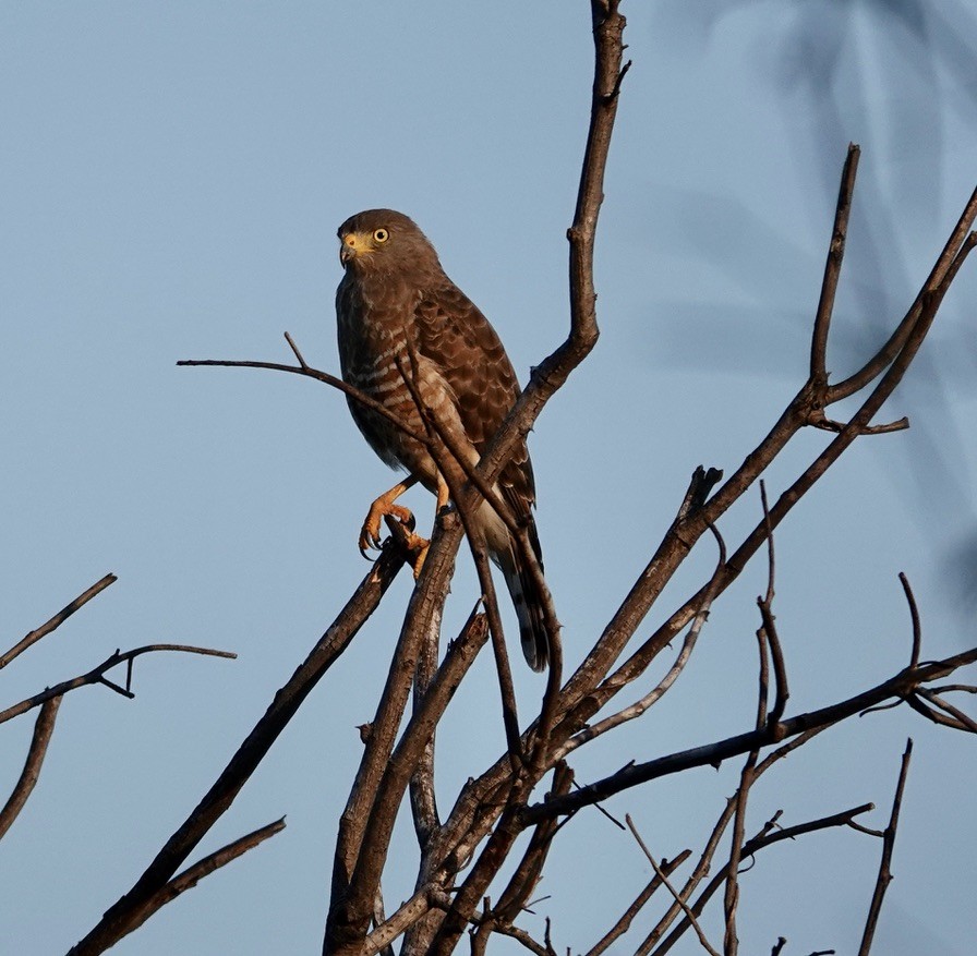Roadside Hawk - ML643964021