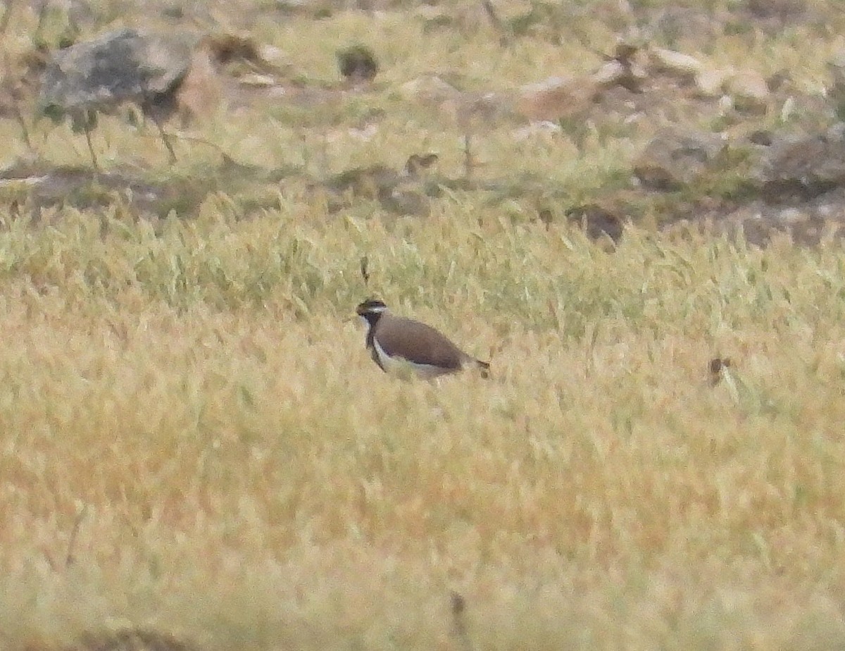 Banded Lapwing - ML643964022