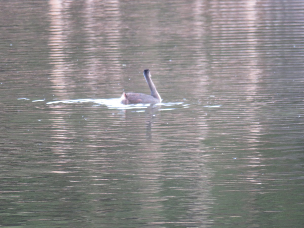 spyddykker - ML643964047