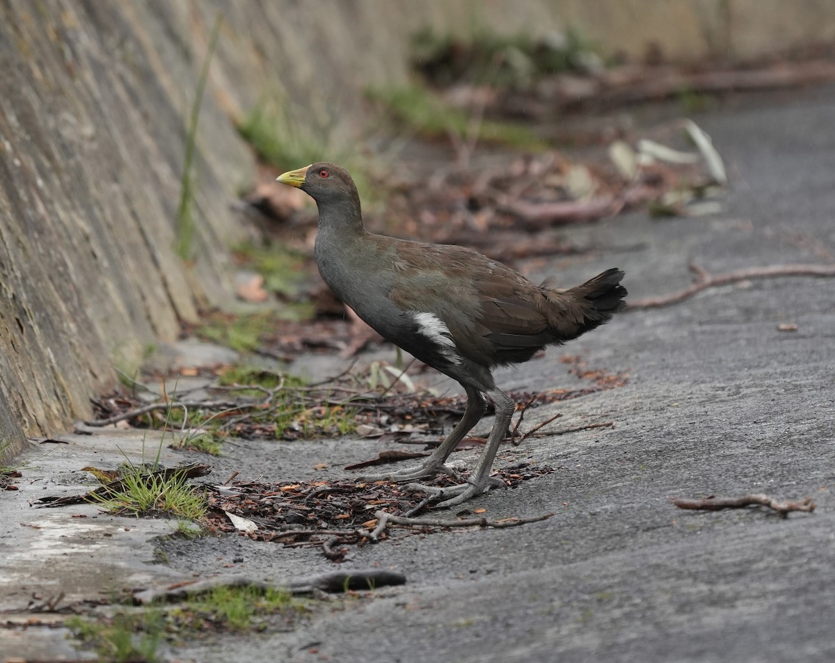 Tasmanian Nativehen - ML643964091