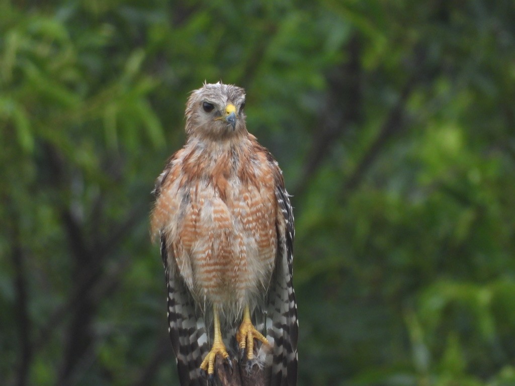 Red-shouldered Hawk - ML643964100