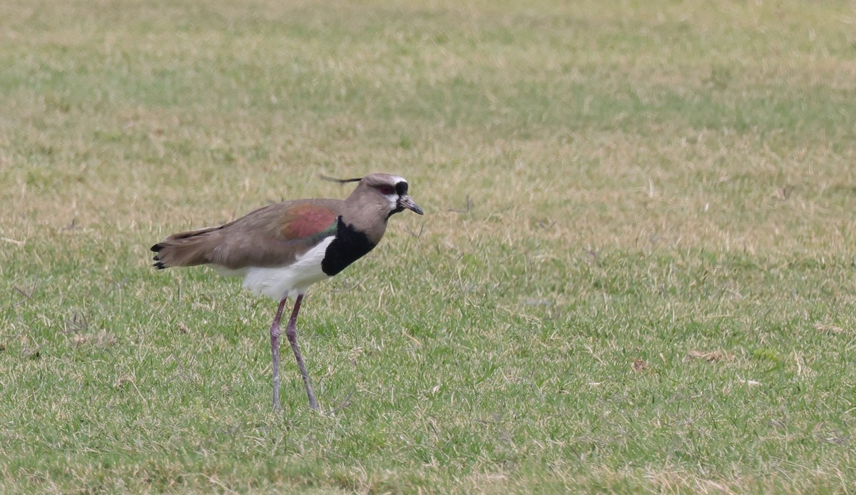 Southern Lapwing - ML643964130