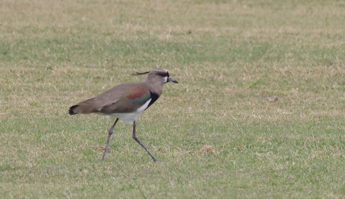 Southern Lapwing - ML643964150