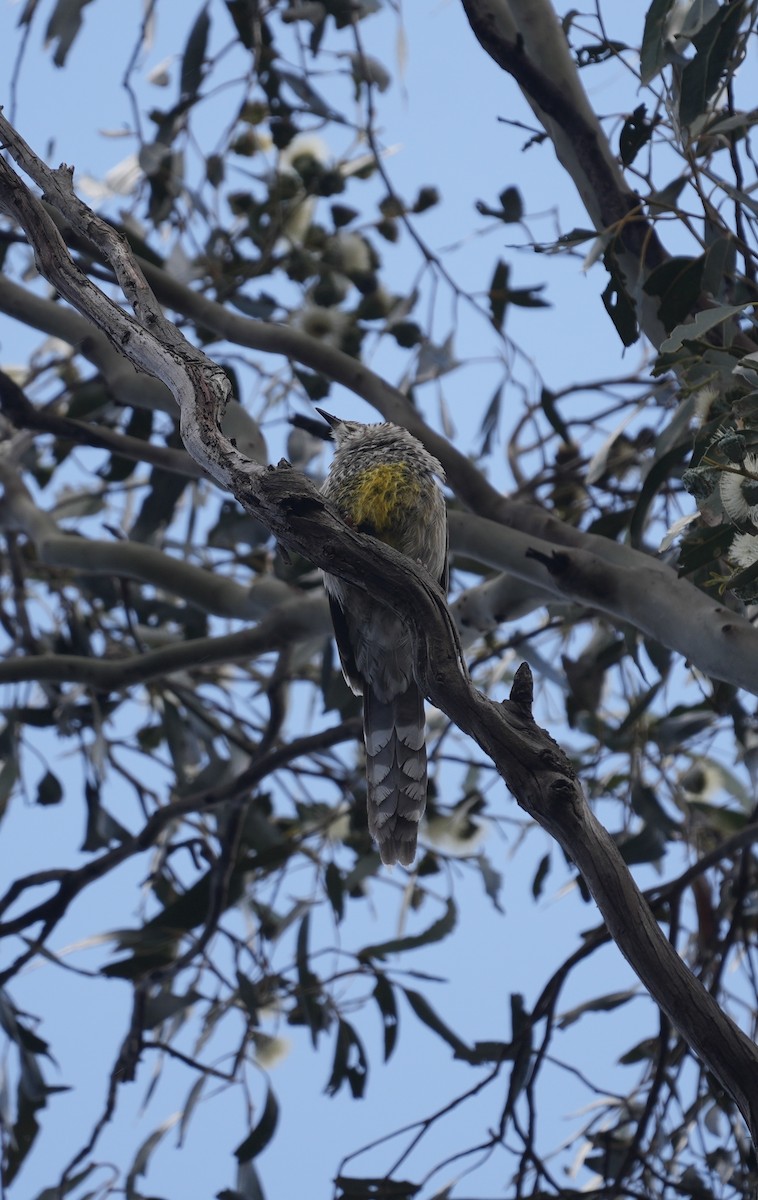 Yellow Wattlebird - ML643964164