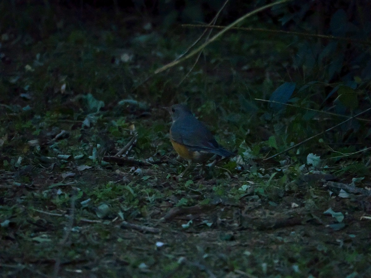 Gray-backed Thrush - ML643964169