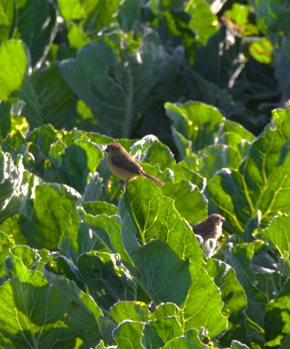 Cinnamon-rumped Seedeater - ML643964173