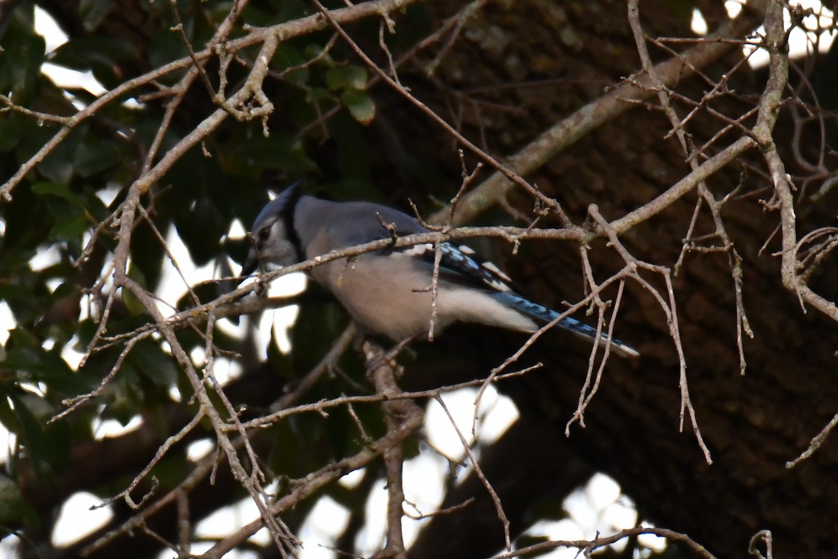 Blue Jay - ML643964176