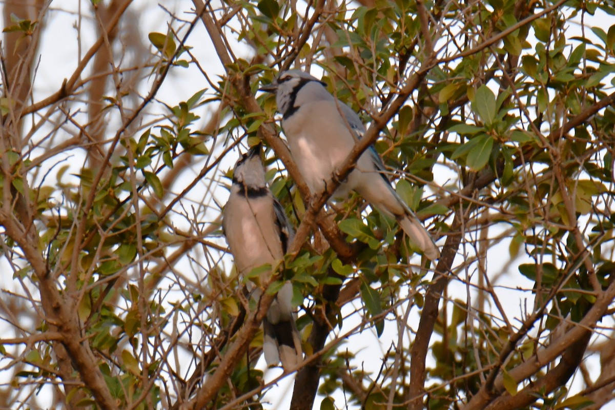 Blue Jay - ML643964177