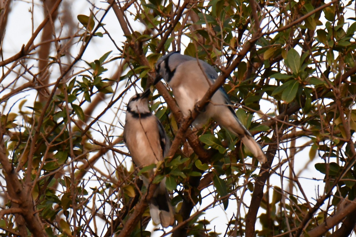 Blue Jay - ML643964178