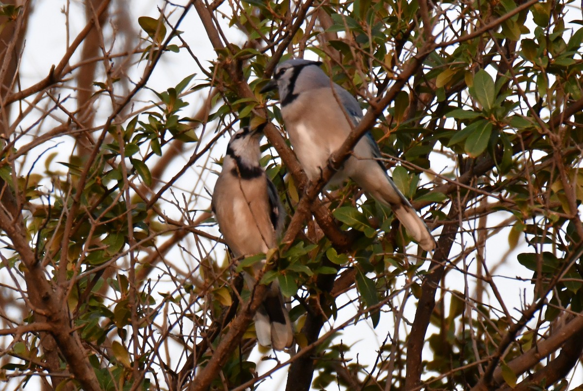 Blue Jay - ML643964179
