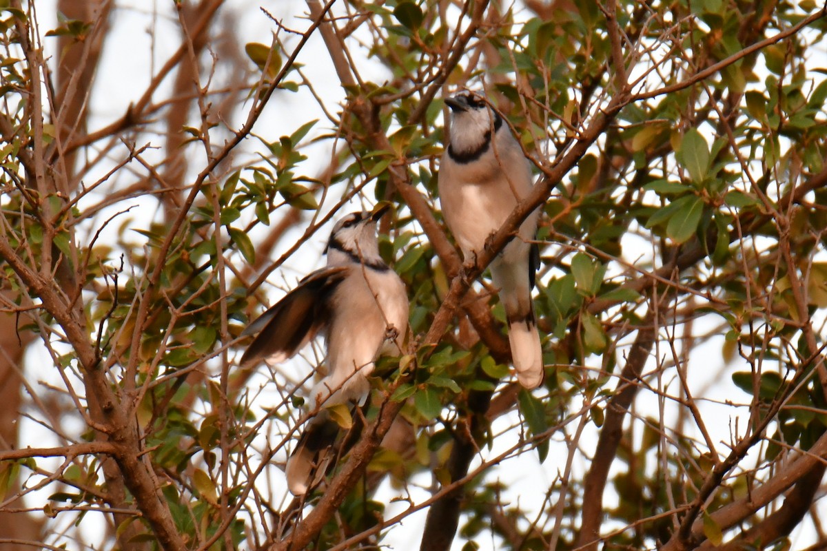 Blue Jay - ML643964180