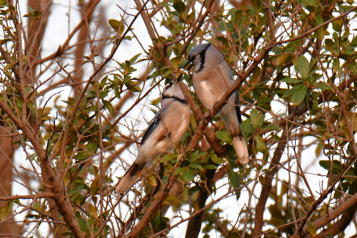 Blue Jay - ML643964181