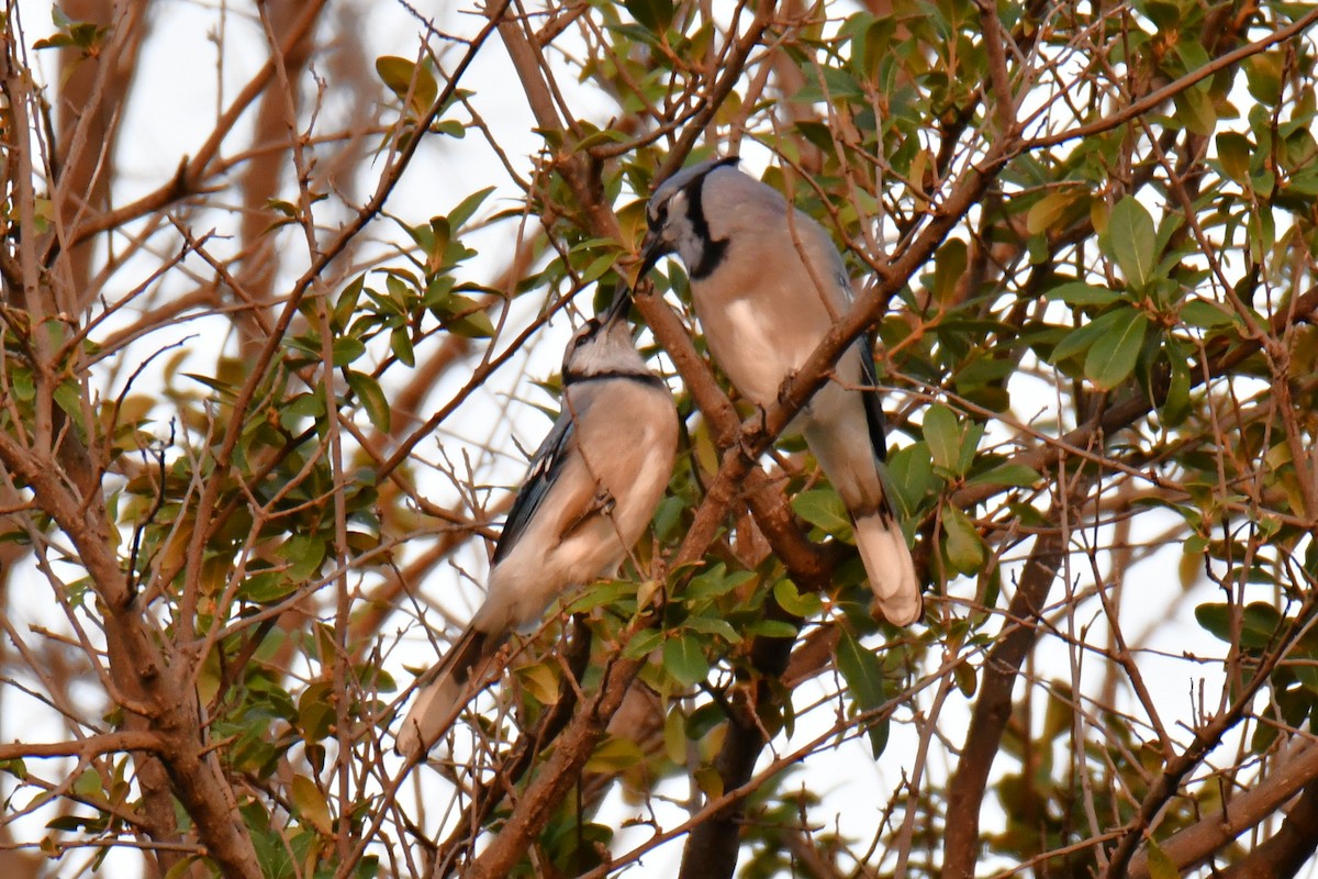 Blue Jay - ML643964182