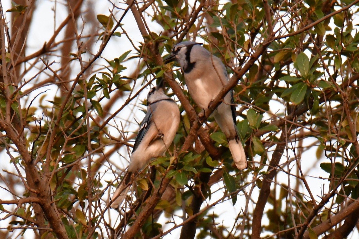 Blue Jay - ML643964183