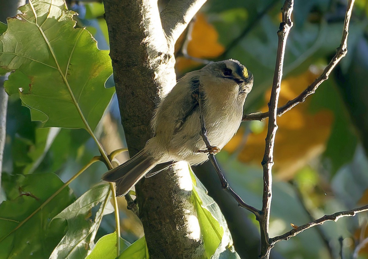 Roitelet à couronne dorée - ML643964185